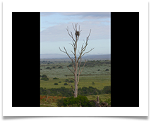 Amakhala Tree - Helen Kulczycki